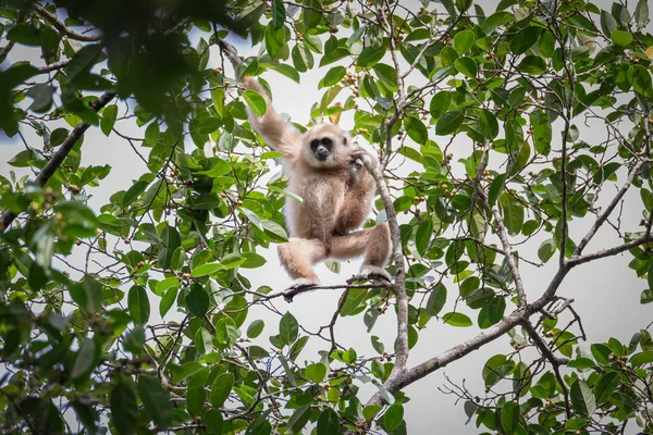 Gibbons voor voedsel op bomen in tropische bossen, Thailand — Stockfoto