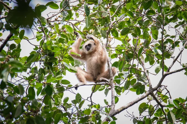 Gibbons voor voedsel op bomen in tropische bossen, Thailand — Stockfoto