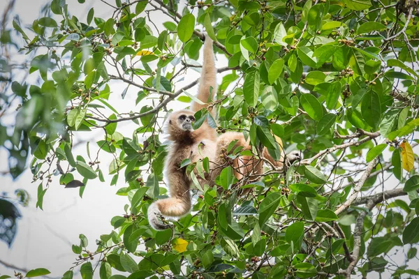 Gibbons para la alimentación en los árboles en los bosques tropicales, Tailandia — Foto de Stock