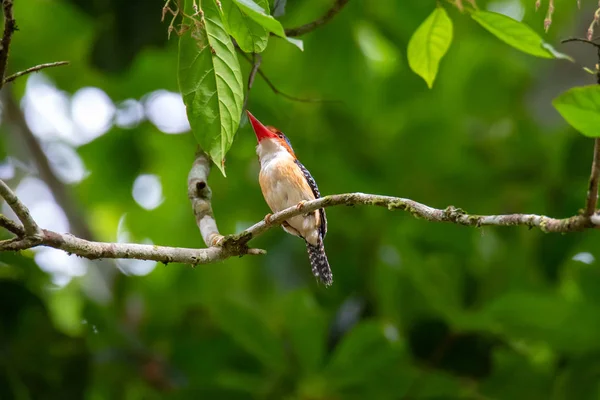 Gestreepte ijsvogel mannetje neergestreken op een tak. — Stockfoto