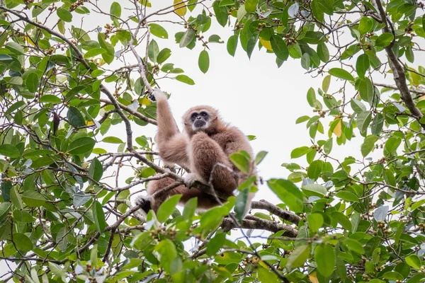 Gibbons az élelmiszer-fák a trópusi erdők, Thaiföld — Stock Fotó