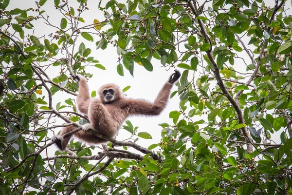 Gibbons za jídlo na stromech v tropických lesích, Thajsko — Stock fotografie