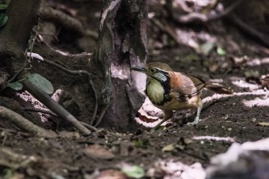 Doğada dal üzerinde Büyük Kolye Laughingthrush