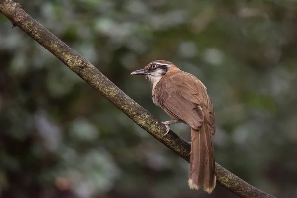 Grotere Necklaced Laughingthrush op tak in de natuur — Stockfoto