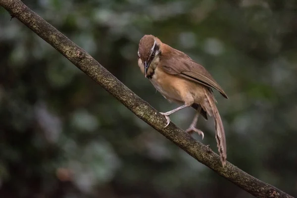 Greater Necklaced Laughingthrush on branch in nature — Stock Photo, Image