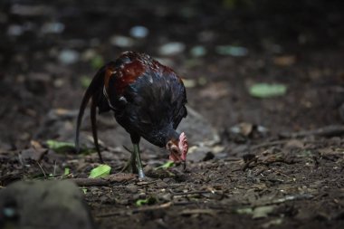 Tavuk junglefowl kırmızı (Gallus gallus)