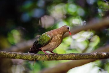Zümrüt güvercin veya yeşil güvercin,