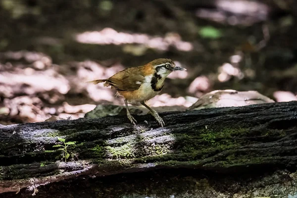 Greater Necklaced Laughingthrush on branch in nature — Stock Photo, Image