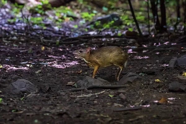 Menor rato-veado (Tragulus kanchil) andando na natureza real em K — Fotografia de Stock