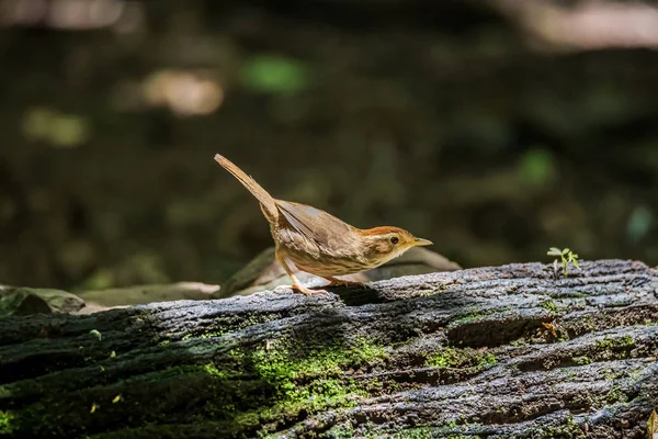 Bulbul espetacular (Pycnonotus erythropthalmos) em Bornéu — Fotografia de Stock