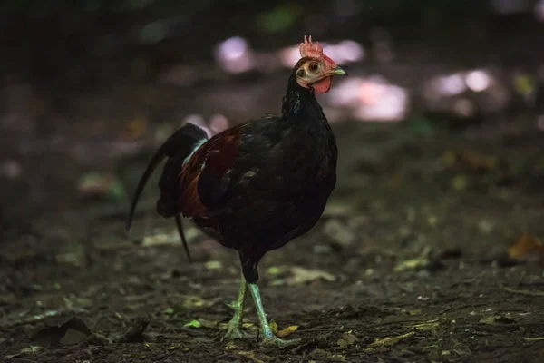 Galinha junglefowl vermelho (Gallus gallus ) — Fotografia de Stock