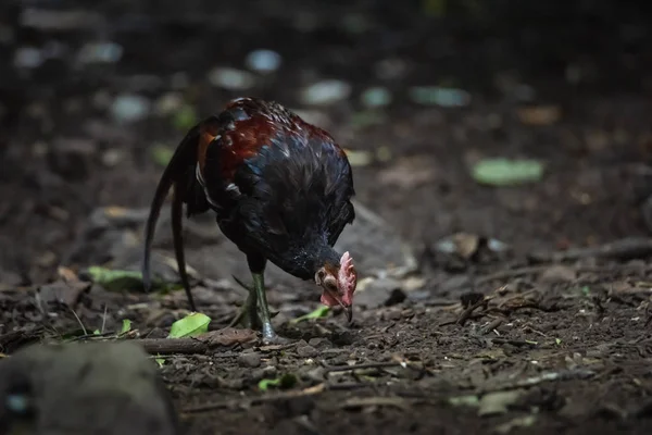 Faraone di pollo rosso (Gallus gallus ) — Foto Stock