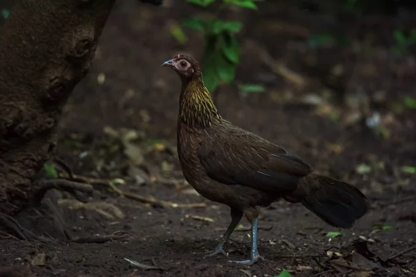 Bankivahoen, Giunglefowl rosso, Gallus gallus gallus — Foto Stock