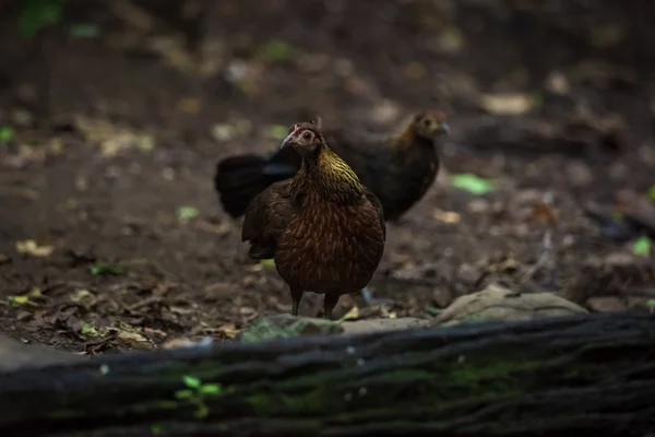 Bankivahoen, Ave de la Selva Roja, Gallus gallus gallus —  Fotos de Stock