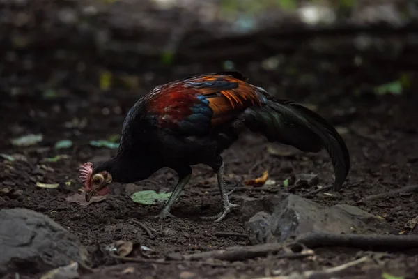 Hühnerkopf rot (gallus gallus)) — Stockfoto