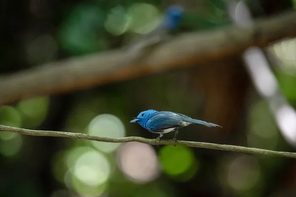 Monarca de nuca preta (Hypothymis azurea) na natureza real em tailandês — Fotografia de Stock