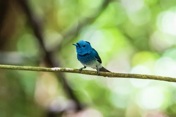 태국의 진짜 자연에서 검은 낮잠 군주 (Hypothymis azurea) — 스톡 사진