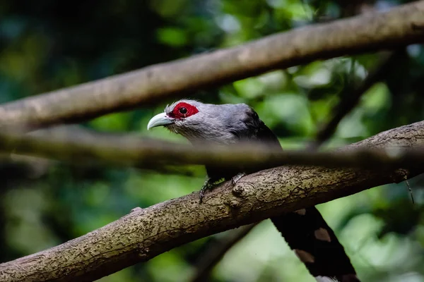 Groene gefactureerde Malkoha op tak in het bos — Stockfoto