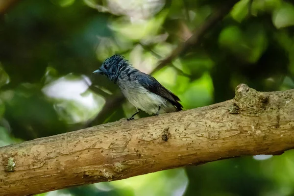 Zwart-naped Monarch (Hypothymis Azurea) in de echte natuur in het Thais — Stockfoto