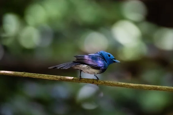 Zwart-naped Monarch (Hypothymis Azurea) in de echte natuur in het Thais — Stockfoto