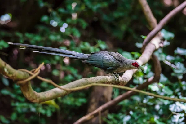 Groene gefactureerde Malkoha op tak in het bos — Stockfoto