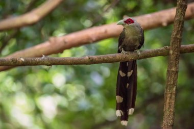 Yeşil orman da şube Malkoha fatura