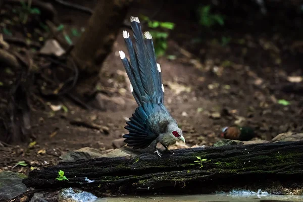 Zöldcsőrű Malkoha (az erdő ágában) — Stock Fotó