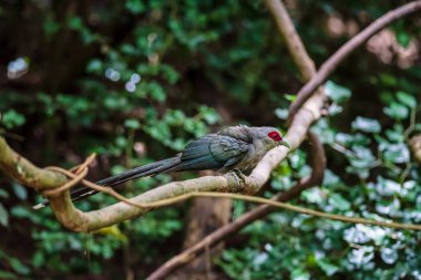 Yeşil orman da şube Malkoha fatura