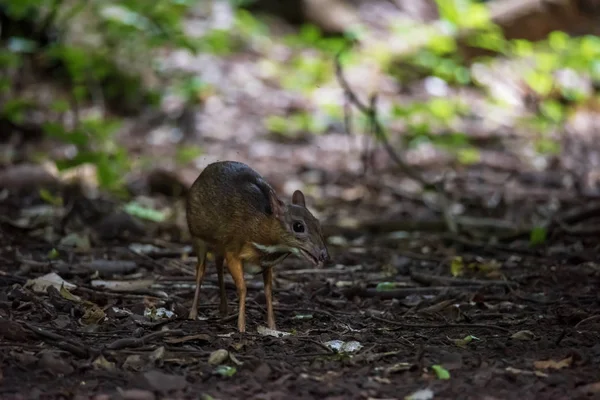The mouse deer or Chevrotain is smallest deer — Stock Photo, Image