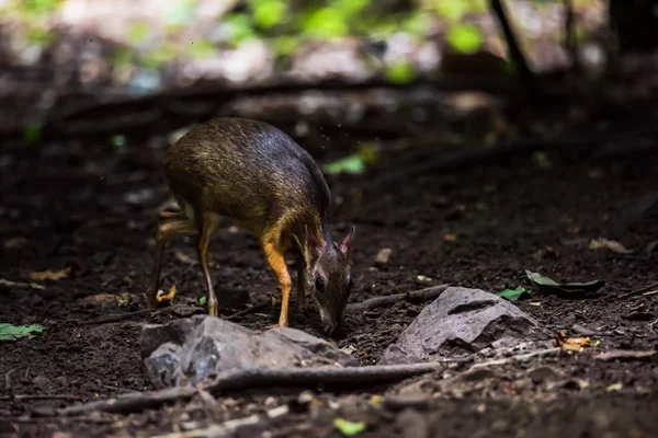 The mouse deer or Chevrotain is smallest deer — Stock Photo, Image