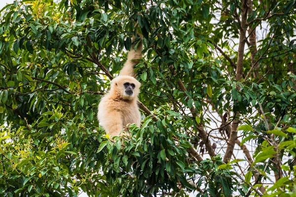 Gewone Gibbon, wit-handige Gibbon — Stockfoto