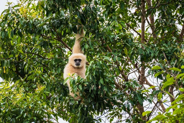 Gibbon közös, fehér-handed Gibbon — Stock Fotó