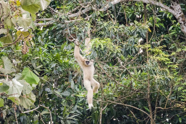 Gibbon közös, fehér-handed Gibbon — Stock Fotó