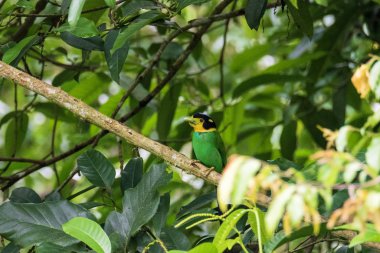 Renkli Kuş Uzun Kuyruklu Broadbill (psarisomus dalhousiae) üzerinde 