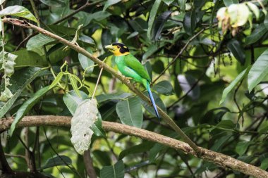 Renkli Kuş Uzun Kuyruklu Broadbill (psarisomus dalhousiae) üzerinde 
