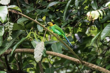 Renkli Kuş Uzun Kuyruklu Broadbill (psarisomus dalhousiae) üzerinde 