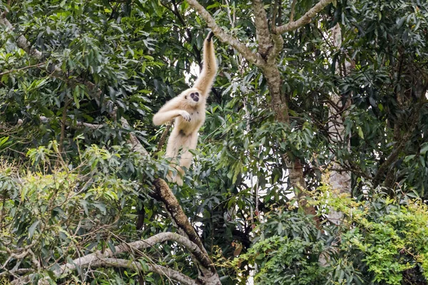 Gibbon obecný, s bílými rukama — Stock fotografie