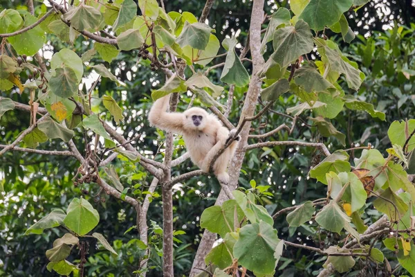Gibbon obecný, s bílými rukama — Stock fotografie