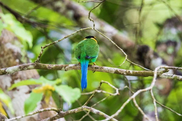 Színes Bird Hosszúfarkú ricsóka (psarisomus dalhousiae) — Stock Fotó