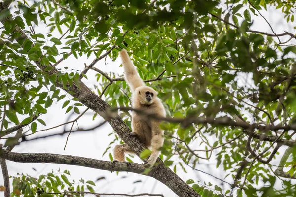 Gibbon közös, fehér-handed Gibbon — Stock Fotó