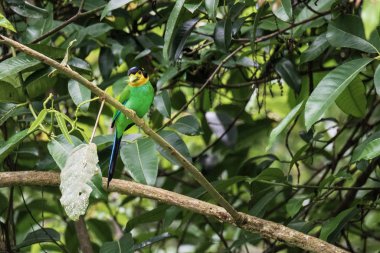 Uzun kuyruklu Broadbill dalları yapışmasını