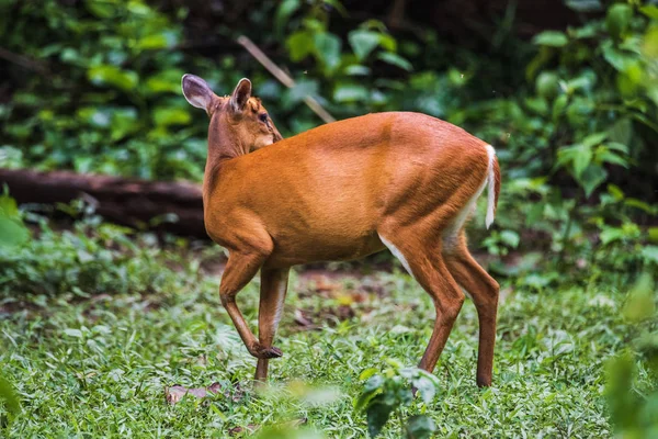 Muntiacus muntjak or fea's barking deer or so called fea's muntj — Stock Photo, Image