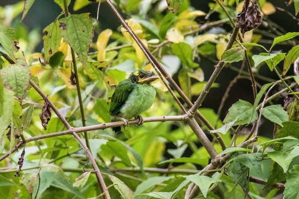 Broadbill de cauda longa colando em filiais — Fotografia de Stock