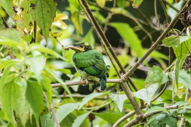 Uzun kuyruklu Broadbill dalları yapışmasını