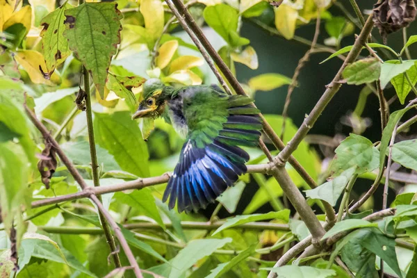 Cola larga Broadbill pegado en las ramas — Foto de Stock