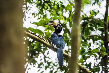 Oryantal pied hornbill (Anthracoceros albirostris) bize merdiven