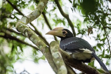 Oryantal pied hornbill (Anthracoceros albirostris) bize merdiven