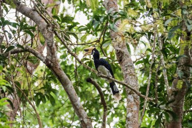Oryantal pied hornbill (Anthracoceros albirostris) bize merdiven