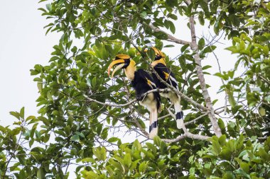 Khao Yai Milli Parkı'nda büyük hornbill