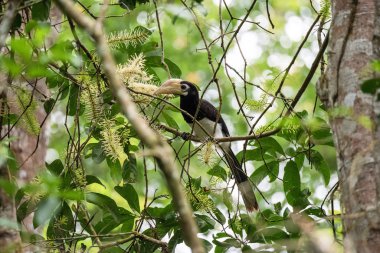 Oryantal pied hornbill (Anthracoceros albirostris) bize merdiven